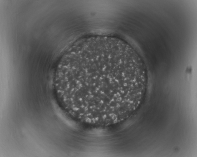 X0000113060065200910091153