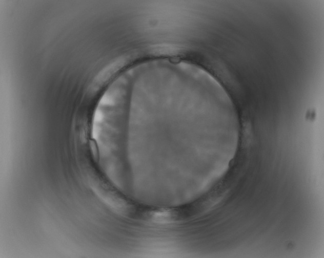X0000113060068200910091153