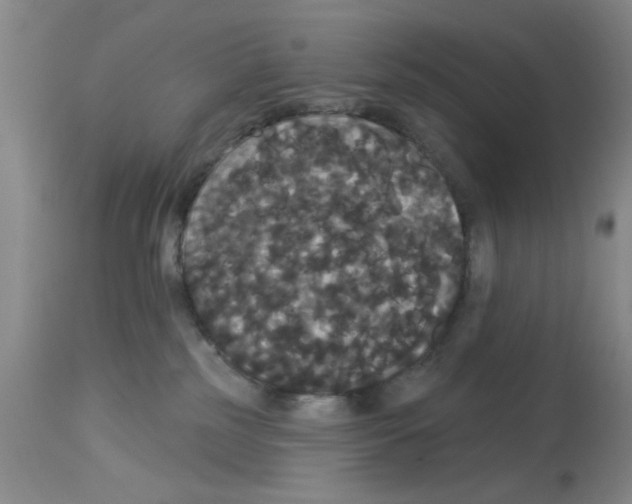 X0000113060185200910091152