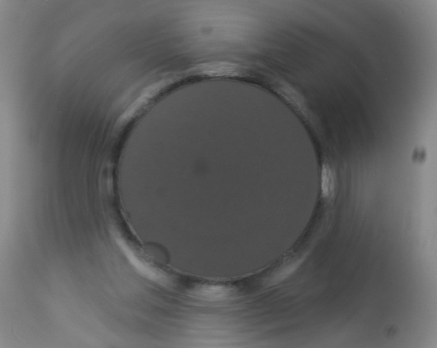 X0000113060205200910091151