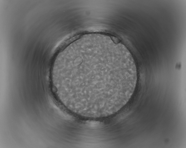 X0000113060539200910091146