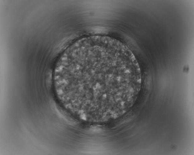 X0000113060550200910091146