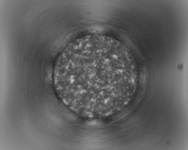 X0000113060561200910091146