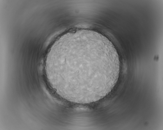 X0000113060586200910091145
