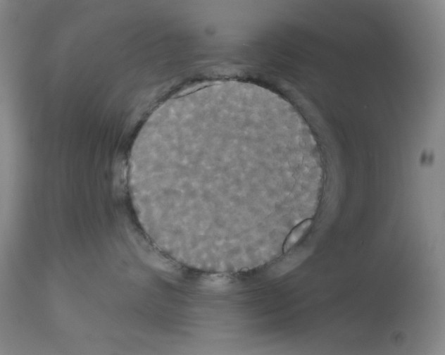 X0000113060624200910091145