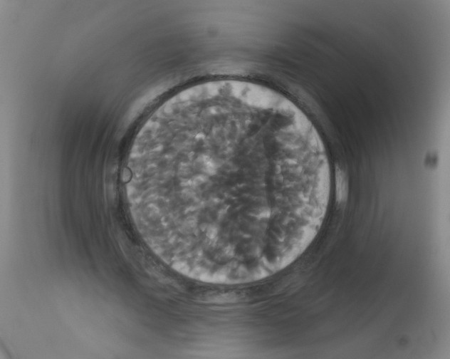 X0000113060675200910091144