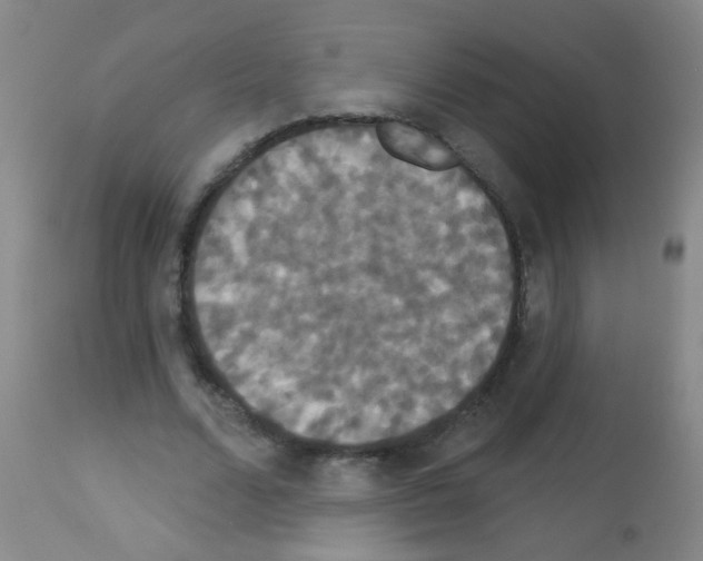 X0000113060680200910091144