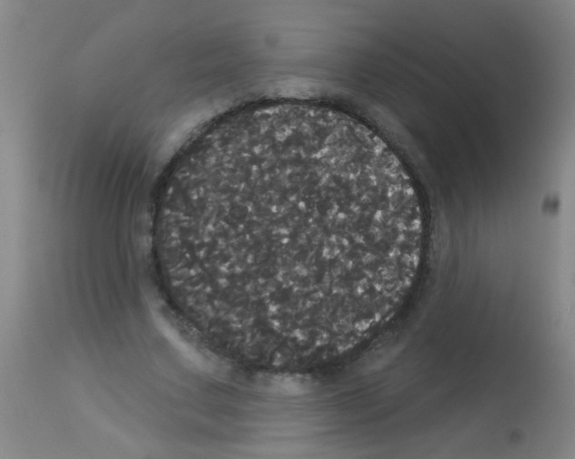 X0000113060683200910091144