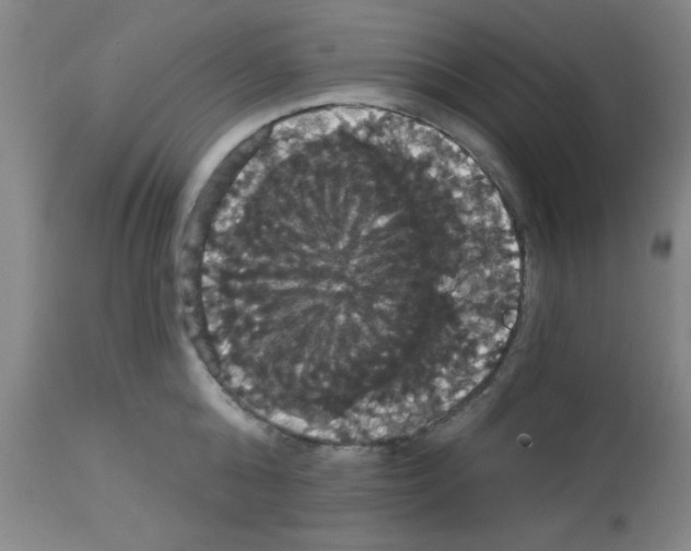 X0000113060808200910091142