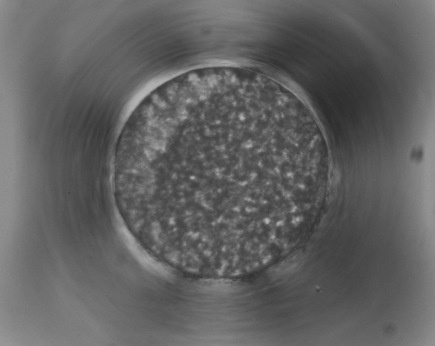 X0000113060811200910091142