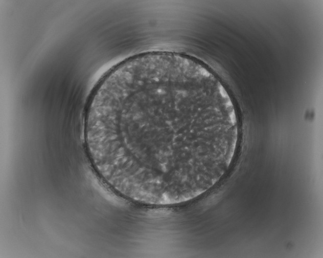 X0000113060838200910091141