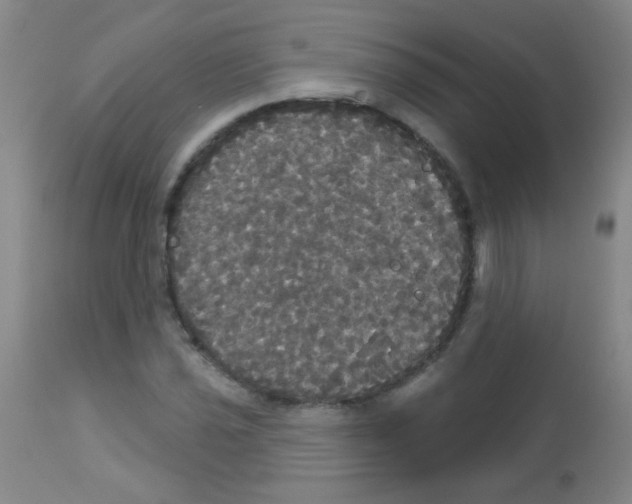 X0000113061021200910091138