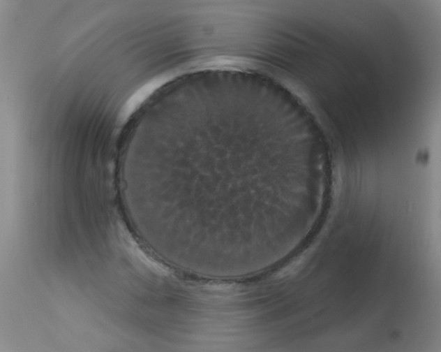 X0000113061066200910091137