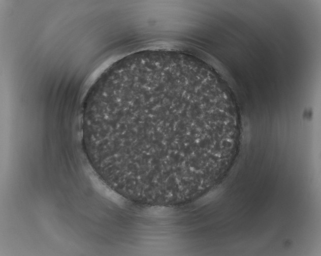 X0000113061075200910091137