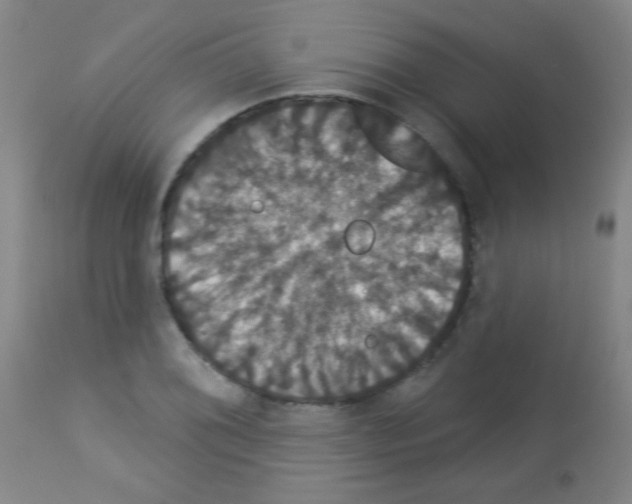 X0000113061076200910091137