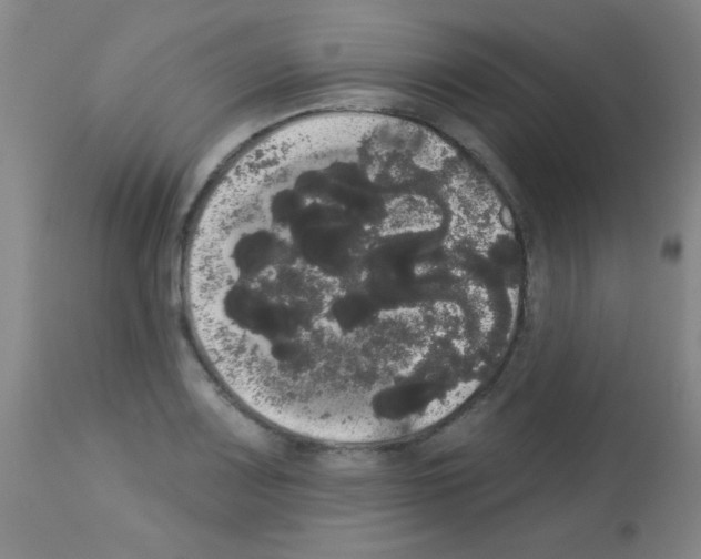 X0000113061083200910091137