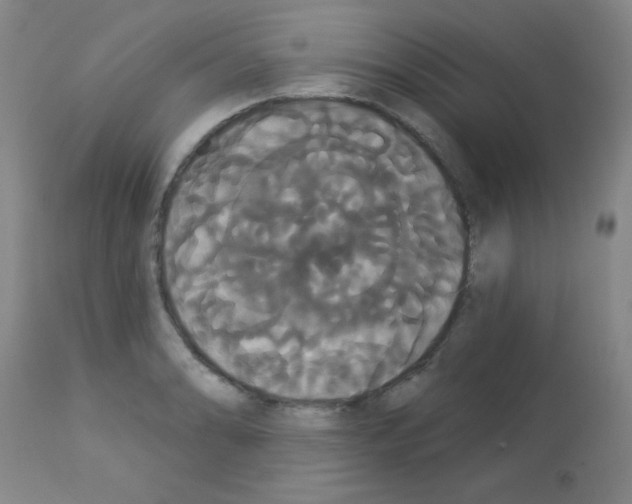 X0000113061086200910091137