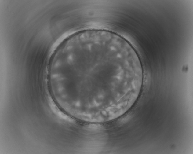 X0000113061094200910091137