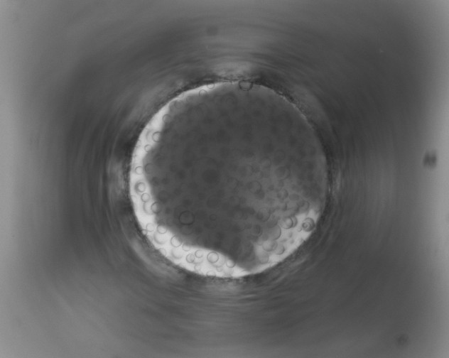 X0000113061106200910091136