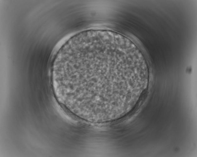 X0000113061196200910091135
