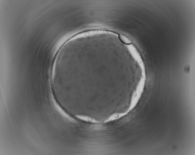 X0000113061239200910091135