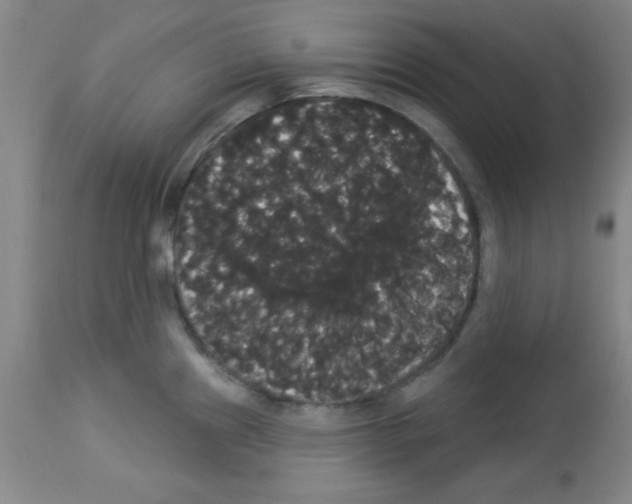 X0000113061241200910091135