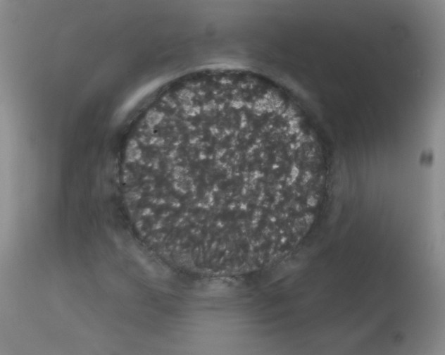 X0000113061255200910091134