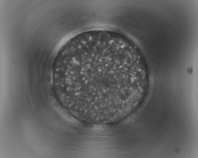 X0000113061267200910091134