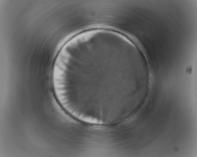 X0000113061295200910091134