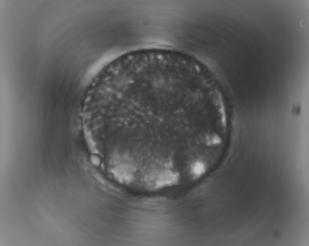 X0000113061363200910091133
