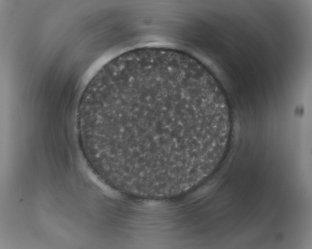 X0000113061375200910091133