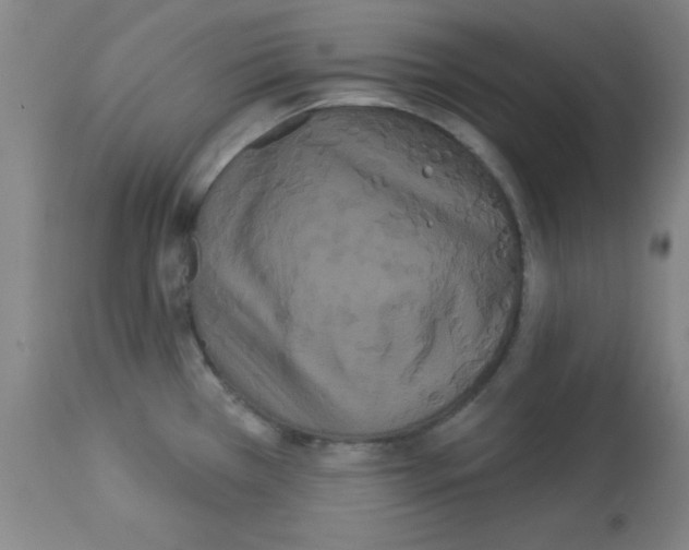 X0000113061385200910091132