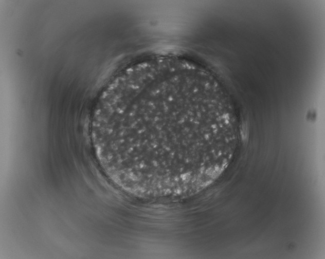X0000113061396200910091131