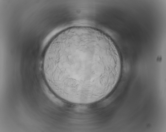 X0000113061462200910091131