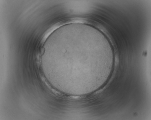 X0000113061481200910091131