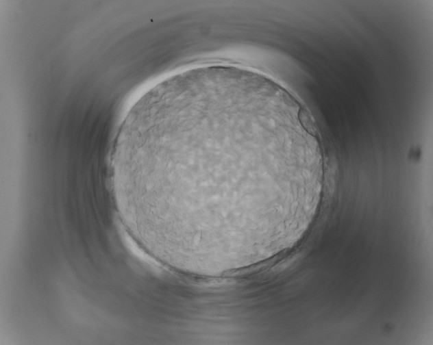 X0000113061535200910091131