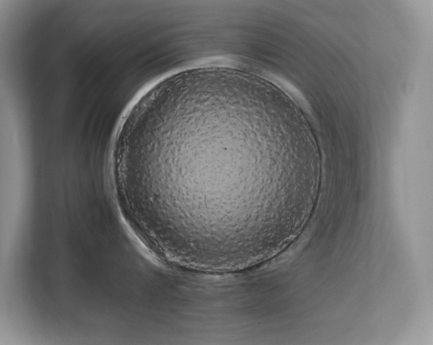 X0000113070816200908281153