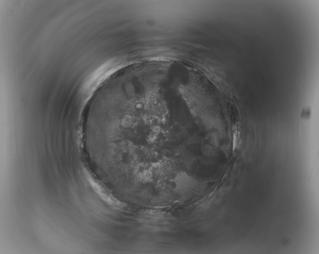 X0000113070339200909110945