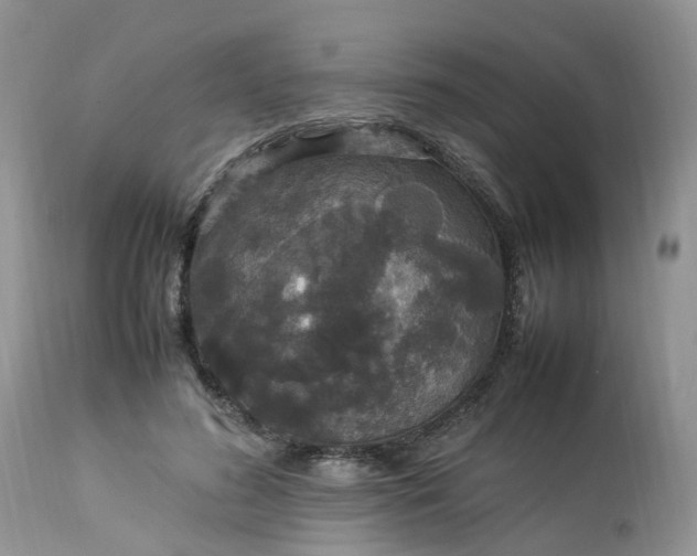 X0000113070596200909110942