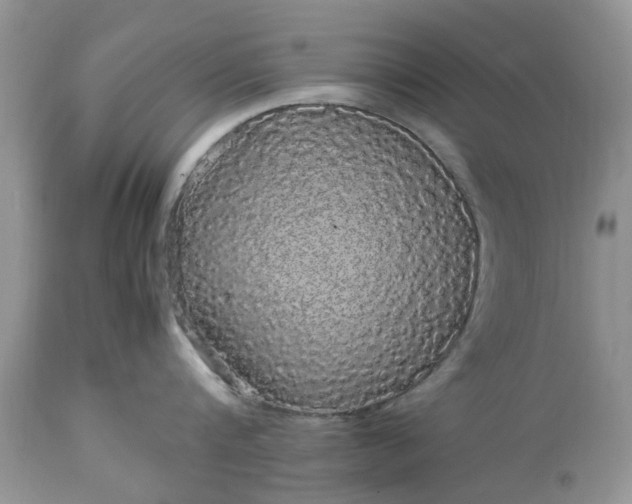 X0000113070816200909110939