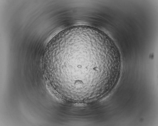 X0000113071137200909110934