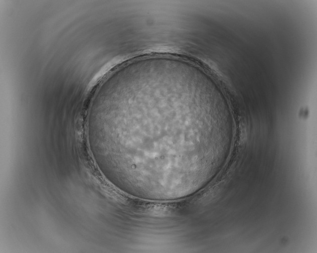 X0000113071266200909110931