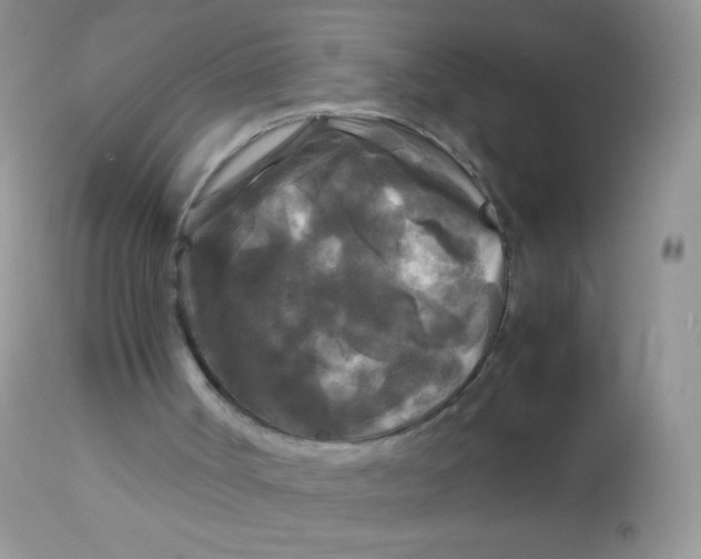 X0000113070002200909182036