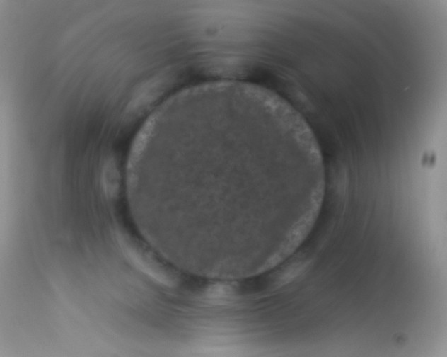 X0000113070080200909182035