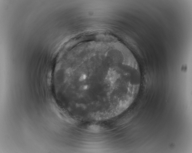 X0000113070596200909182026