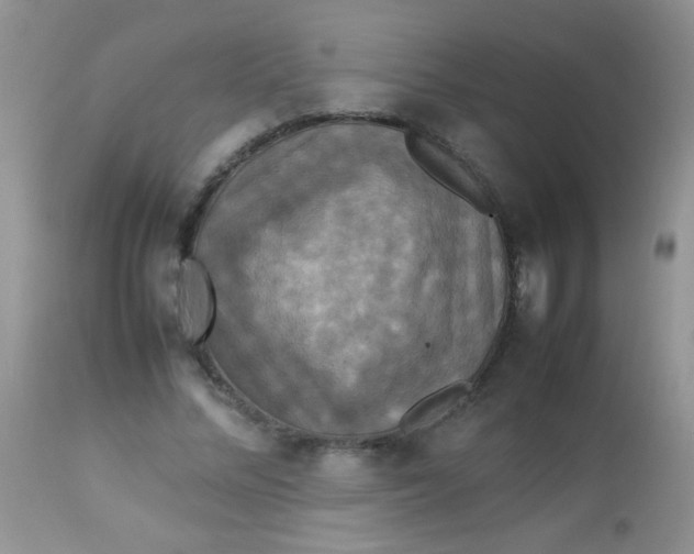 X0000113070684200909182025