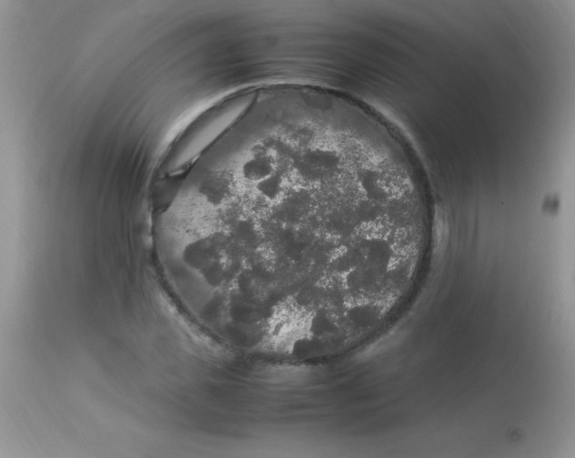 X0000113070925200909182021