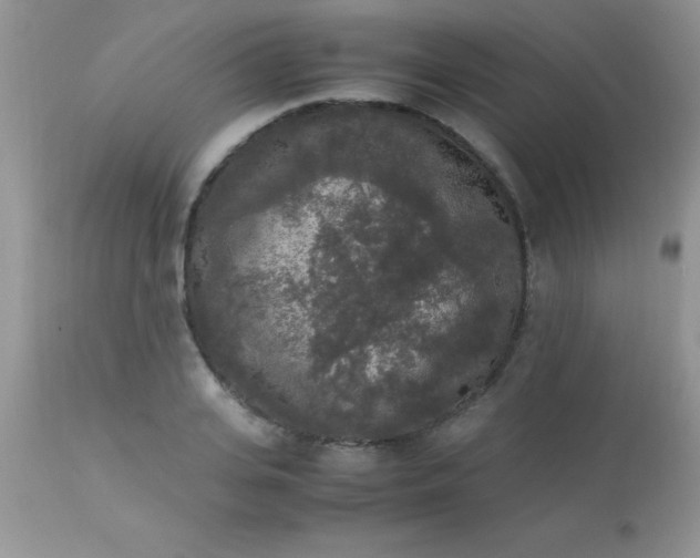 X0000113070935200909182021