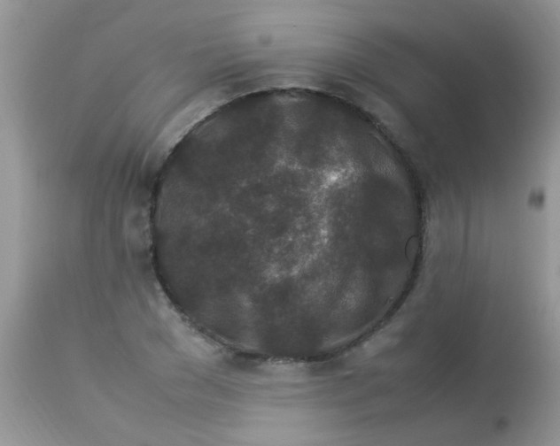 X0000113070977200909182021