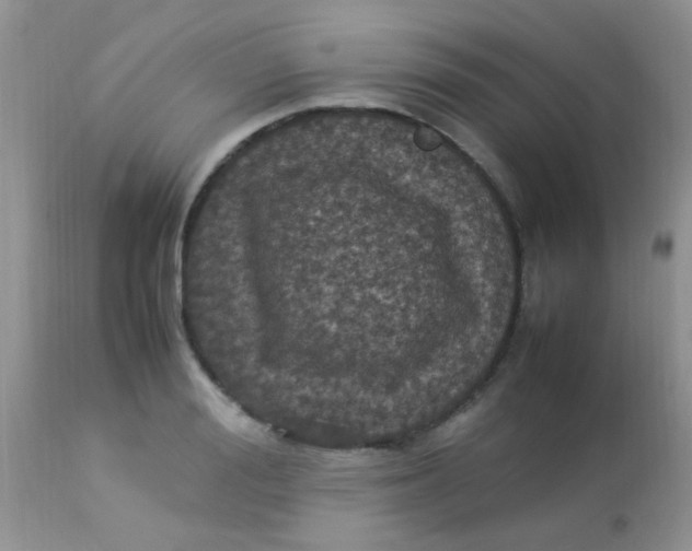 X0000113070988200909182020